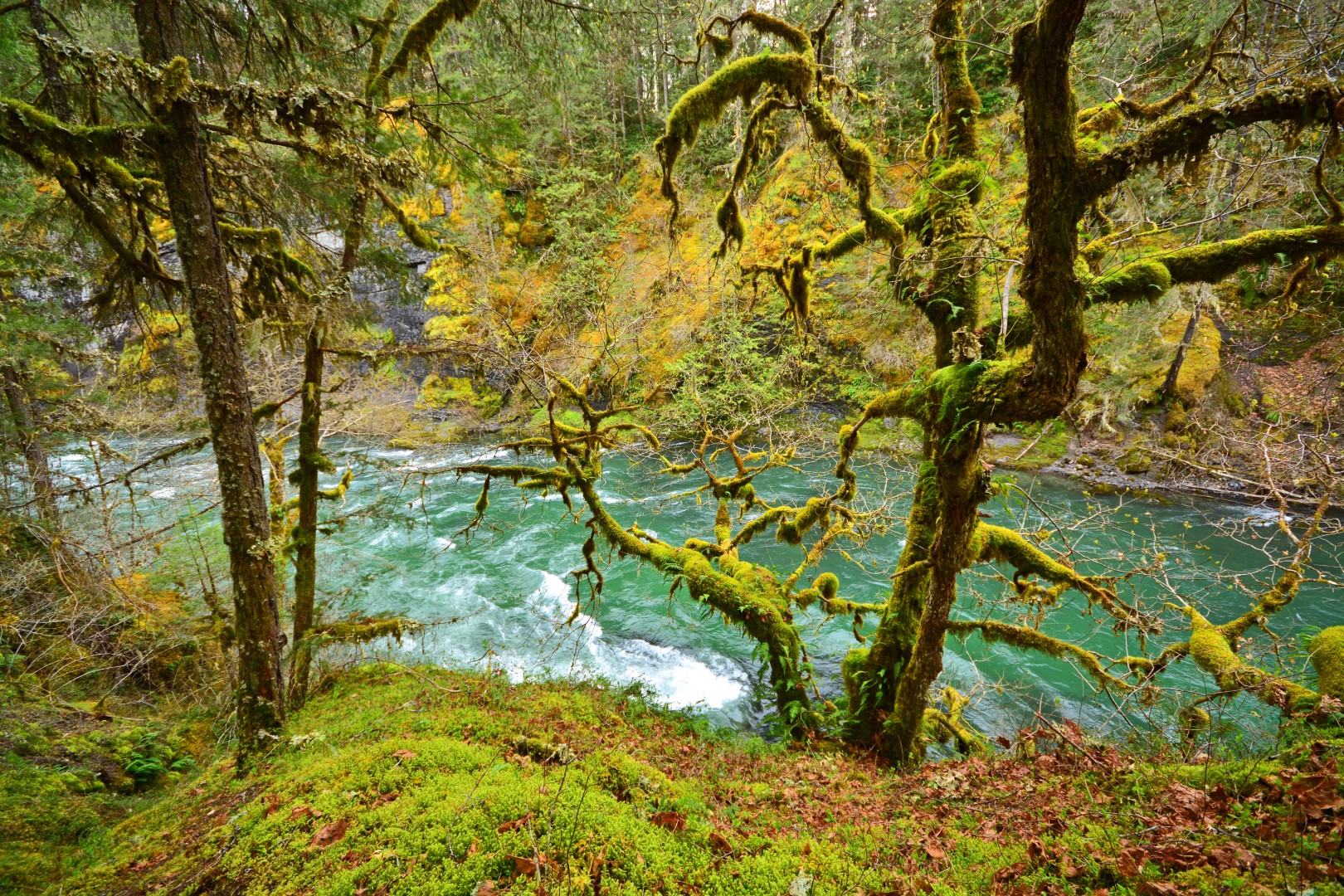 Cowichan River Provincial Park