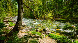 Rosebery Provincial Park