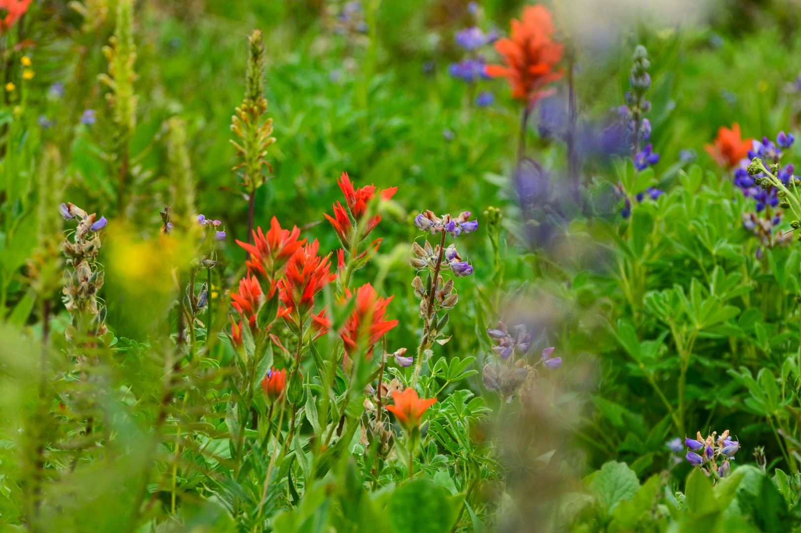 Tweedsmuir Provincial Park – South